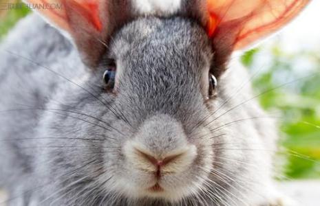 金吉拉猫的品种简介 金吉拉兔的简介与养护方法
