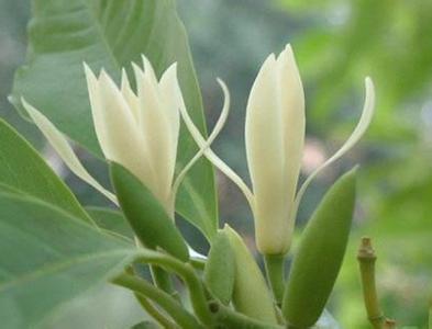 白兰花的功效与作用 白兰花的作用有哪些