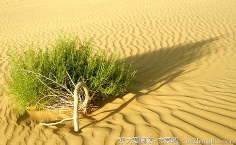 撒哈拉沙漠植物 像撒哈拉植物一样去活