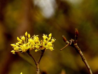 开花山茱萸 山茱萸开花吗