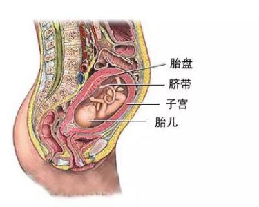 胎盘成熟度怎么判断 什么是胎盘成熟度