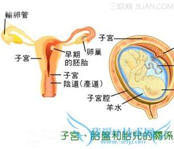 胎盘厚度 胎盘厚度过厚怎么办