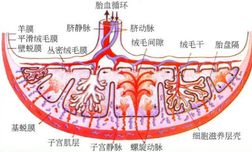 胎盘的功效与作用 胎盘的功能