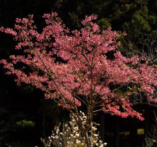 阿里山樱花 阿里山樱花娇柔缤纷