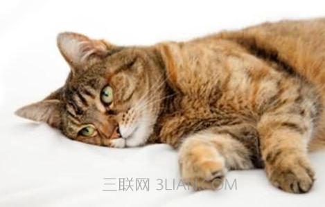 猫发烧有什么症状 猫咪生病有什么表现