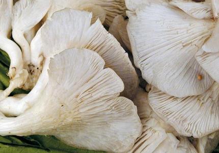 凤尾菇的营养价值 凤尾菇营养价值