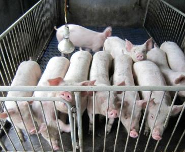 育肥猪的养殖技术 商品瘦肉型猪育肥的技术