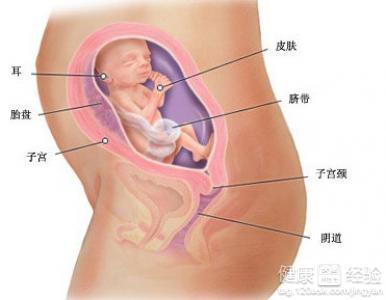 怀孕五个月胎动 怀孕五个月的胎动是怎样