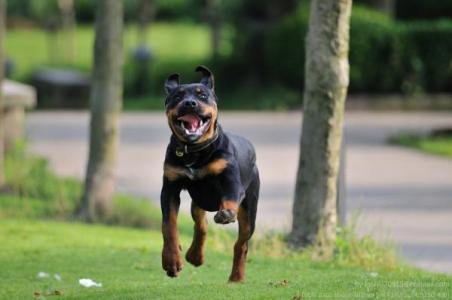 罗威纳犬训练方法 怎么训练罗威纳犬(2)