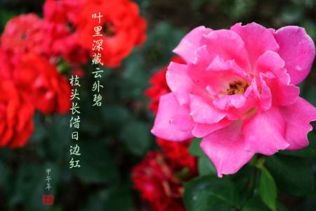 红色月季花的花语 月季的花语是什么