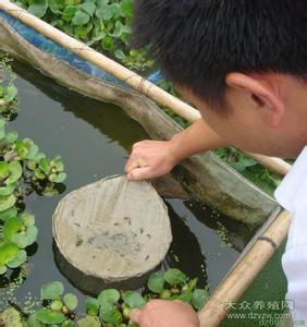 泥鳅病害防治 六种泥鳅主要病害的防治