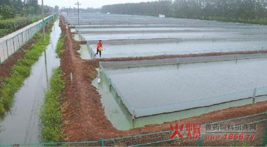 泥鳅养殖方法 泥鳅木箱养殖方法