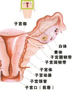 月经期间吃什么菜最好 大姨妈来了吃什么