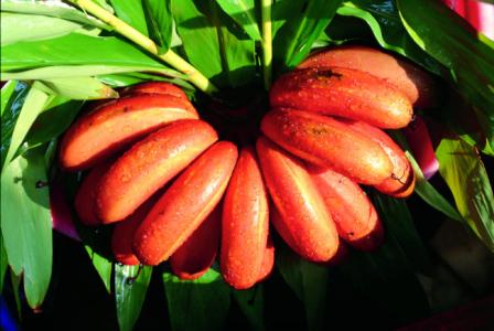 香蕉的功效与作用 南洋红香蕉的功效与作用