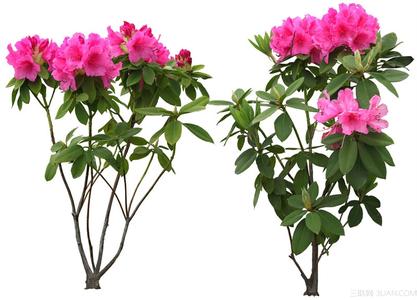 花卉苗木种植技术 小区花卉苗木管理技术方法