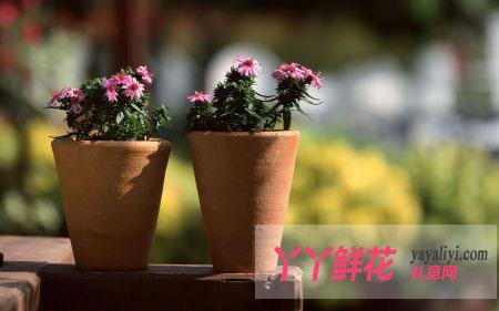 盆栽花卉养护方法 盆栽花卉不同时期的养护要点