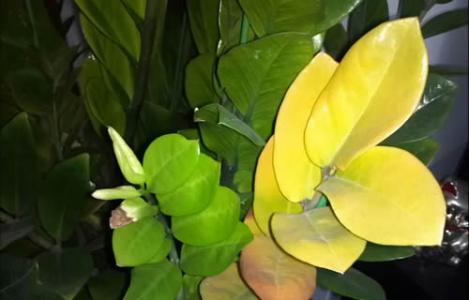 花卉病虫害识别及防治 家庭花卉叶片发黄原因及防治