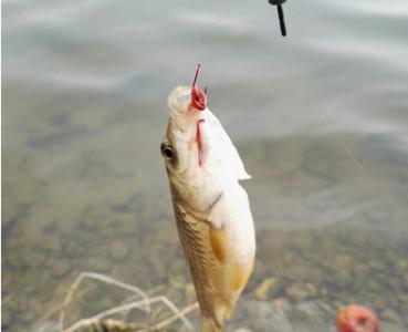 秋季钓鱼用什么饵料 秋季钓鱼时鱼为什么不吃饵？