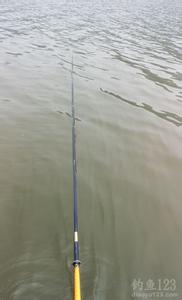 鲢鱼钓法 夏季水库钓鲢鱼的钓法技巧