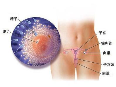 人工受孕需要哪些条件 受孕的基本条件有哪些