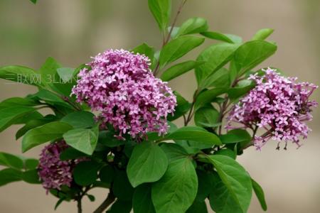 狗牙花黄叶掉叶怎么办 丁香叶子发黄怎么办