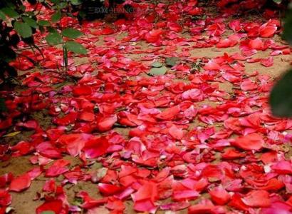 落花无意惹春风 落花惹闲愁