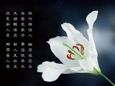 花语大全：嘉兰的花语