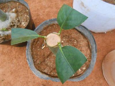 山茶花嫁接方法 山茶花怎么嫁接