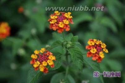 花语大全：五色梅的花语