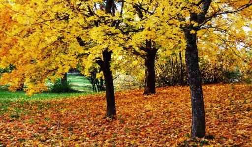 英语美文欣赏：秋天的银杏林