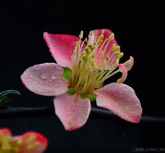 海棠花的寓意和象征 海棠花的传说