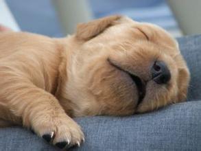 狗狗睡觉有什么习惯