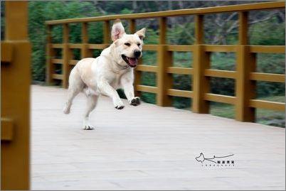 养狗狗须知 教育狗狗须知