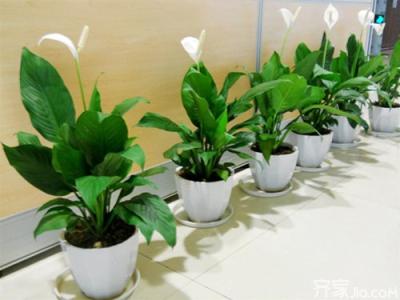 39种室内花卉养殖方法 室内盆栽花卉养殖方法