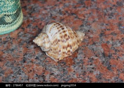 贝壳是怎么形成的 贝壳田螺是怎么形成的