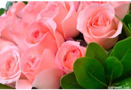 粉玫瑰颜色代表的含义 粉玫瑰代表什么意思 粉玫瑰花的花语含义