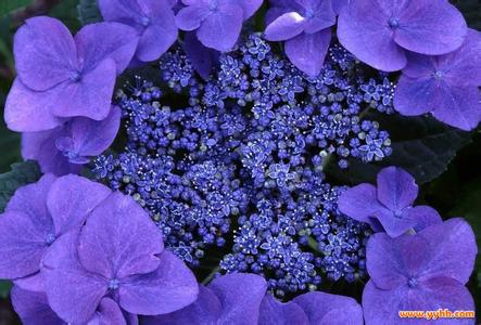 紫罗兰的花语和传说 紫罗兰的花语 紫罗兰的传说 紫罗兰的养殖方法