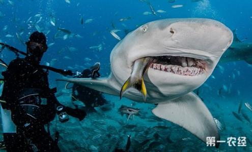 观赏鲨鱼吃什么食物 鲨鱼吃什么食物