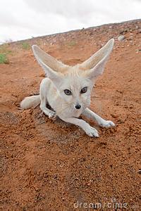 沙漠狐狸在哪买 沙漠狐狸吃什么