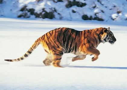 施食后梦境征兆 梦见老虎是什么征兆 梦见老虎的梦境解析
