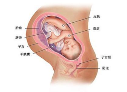 影响胎儿发育的因素 哪些因素容易影响胎儿发育
