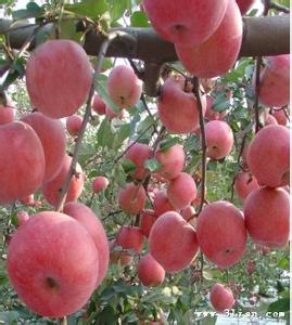 苹果树追肥技术 秋季苹果树合理追肥