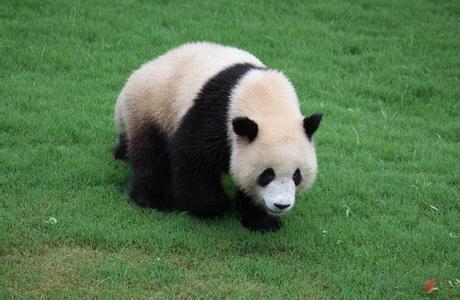 大熊猫为什么是活化石 大熊猫为什么是国宝_大熊猫是活化石的原因