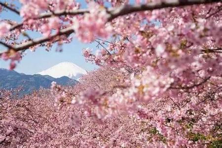 2017年日本樱花预测 2017年日本樱花什么时候开_2017年日本樱花开放时间预测