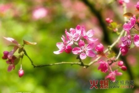 桃花什么时候开花 桃花什么时候开花_桃花什么时候开放