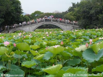 2017洪湖公园荷花展 2017深圳洪湖公园荷花什么时候开_深圳洪湖公园荷花开花时间预测