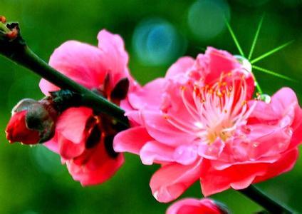 各种花的图片和名字 中国十大名花