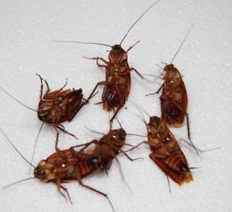 根除蟑螂的方法 家里有蟑螂怎么办 根除蟑螂的方法