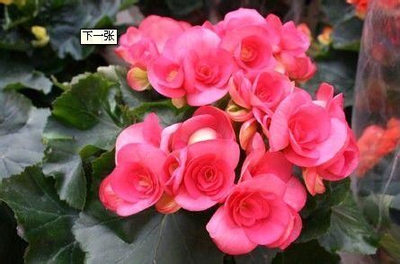 玫瑰花常见病虫害 玫瑰花怎么养 玫瑰花的常见病害