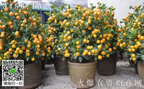 橘子盆栽种植方法 盆栽橘子怎么种_盆栽橘子的种植方法